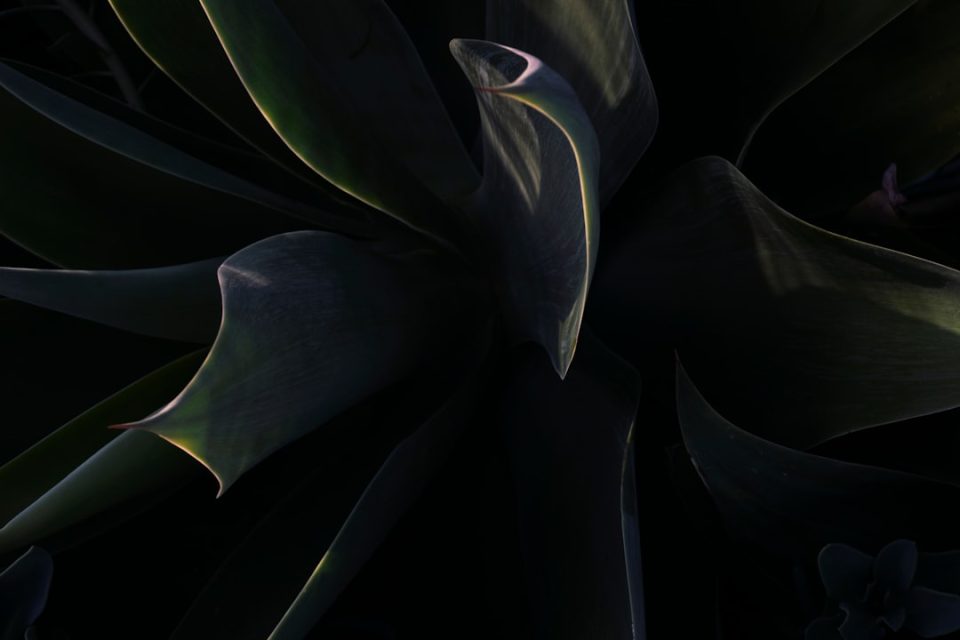 close up photo of green leafed plant gamecube emulator dolphin interface screenshot graphics